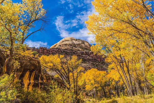 Perry, William 아티스트의 Colorful yellow cottonwood trees-Canyonlands National Park-Needles District-Utah작품입니다.